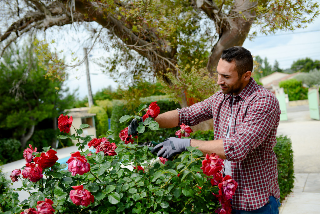 Man trimming a rose bush