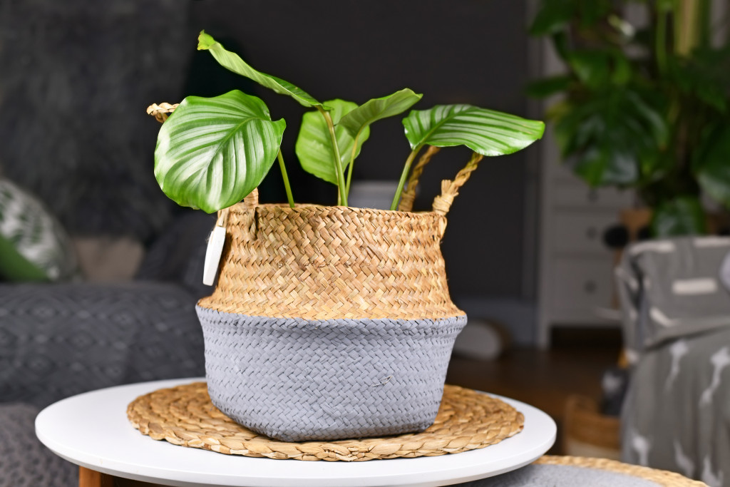 Exotic houseplant in a basket flower pot.