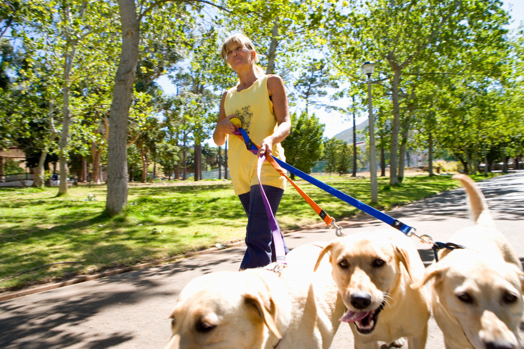 woman holding dogs in leash